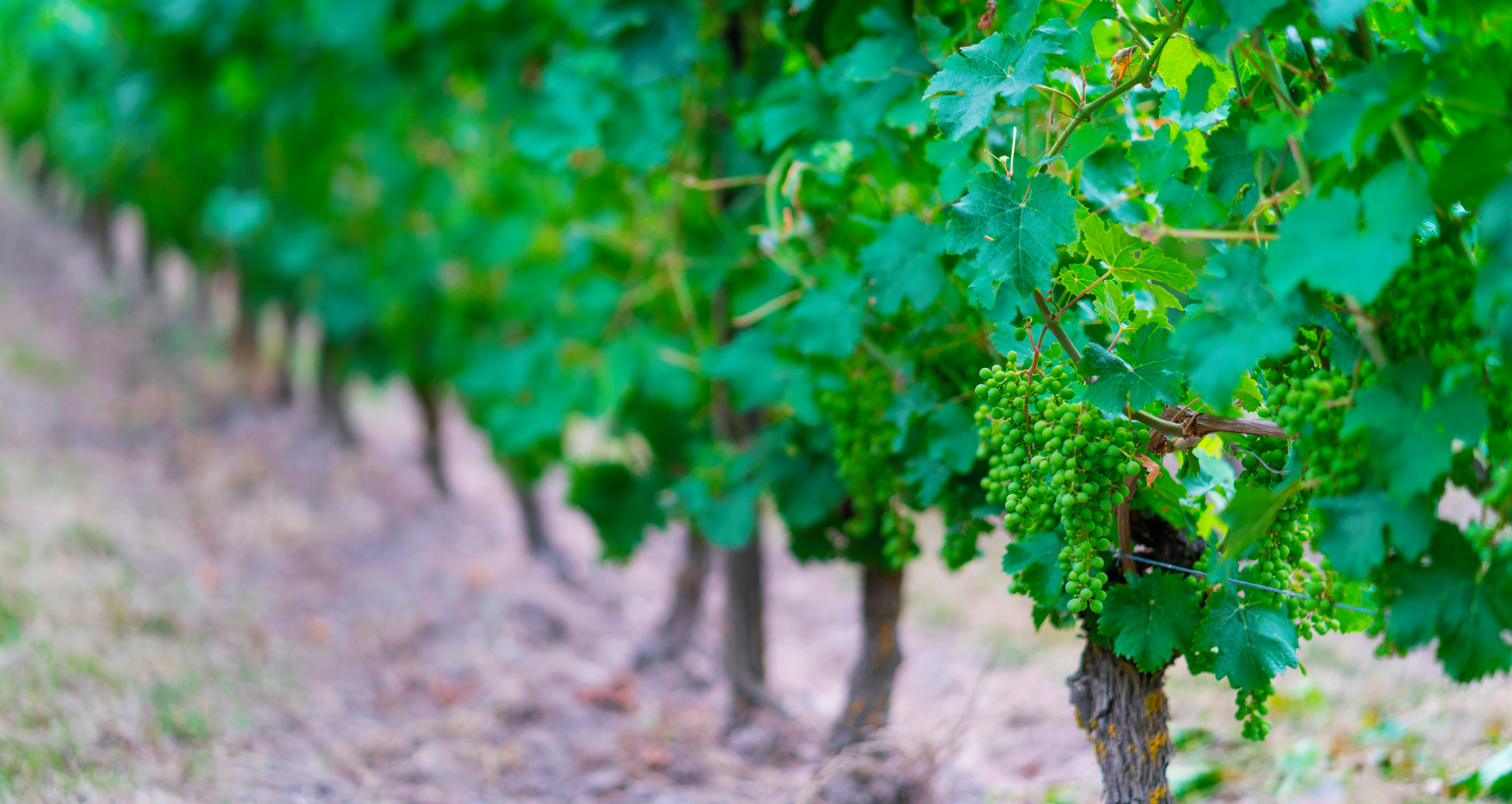 photo dans les vignes